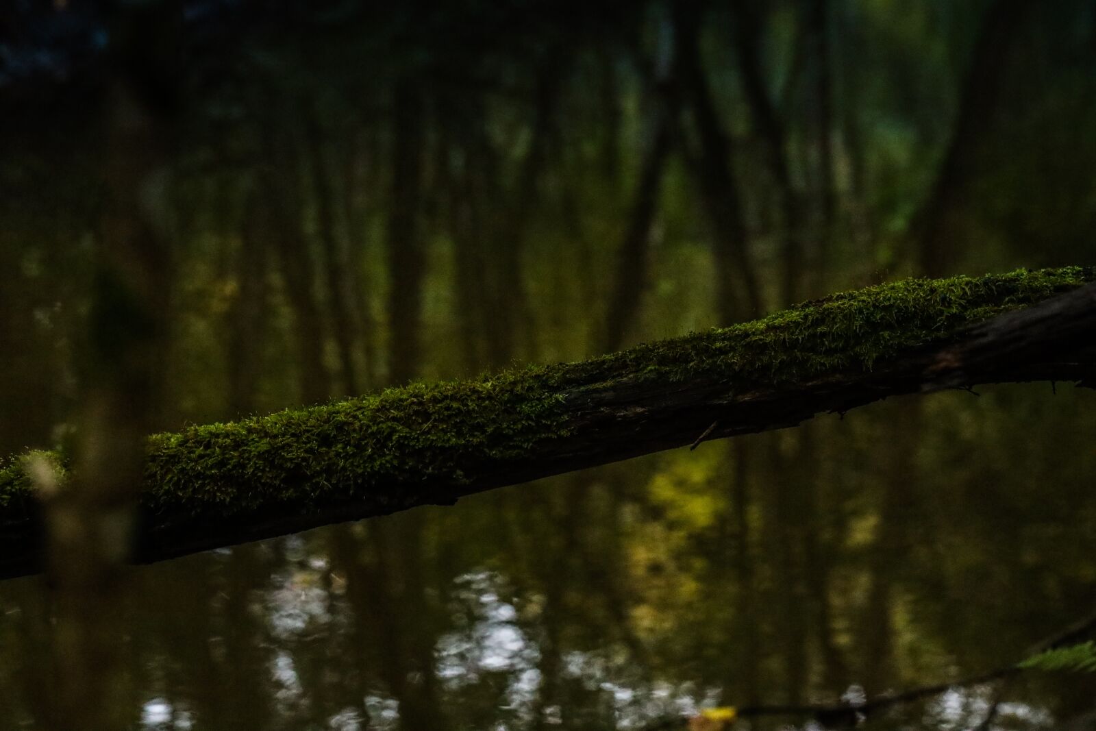 Canon EOS R sample photo. Swamp, moss, trunk photography
