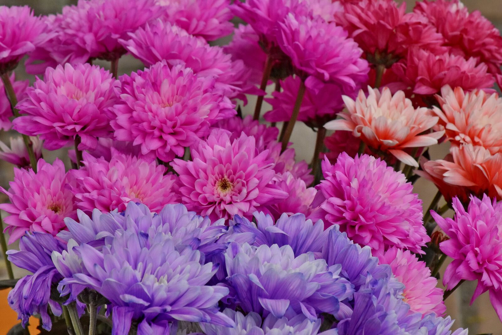 Nikon D5500 sample photo. Bouquet, chrysanthemum, pinkish, purple photography