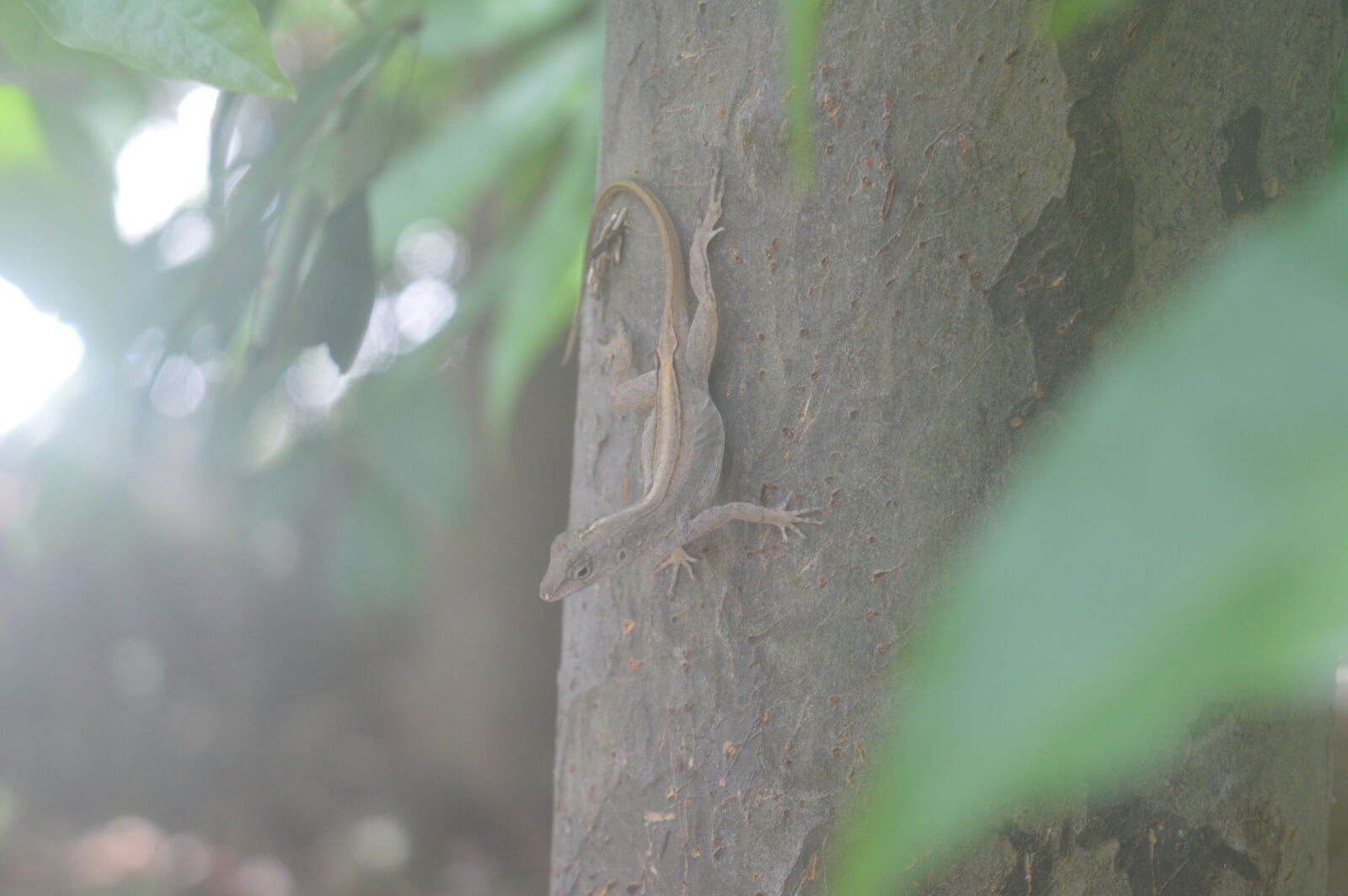 Nikon D3200 sample photo. Lizard, nature, park photography