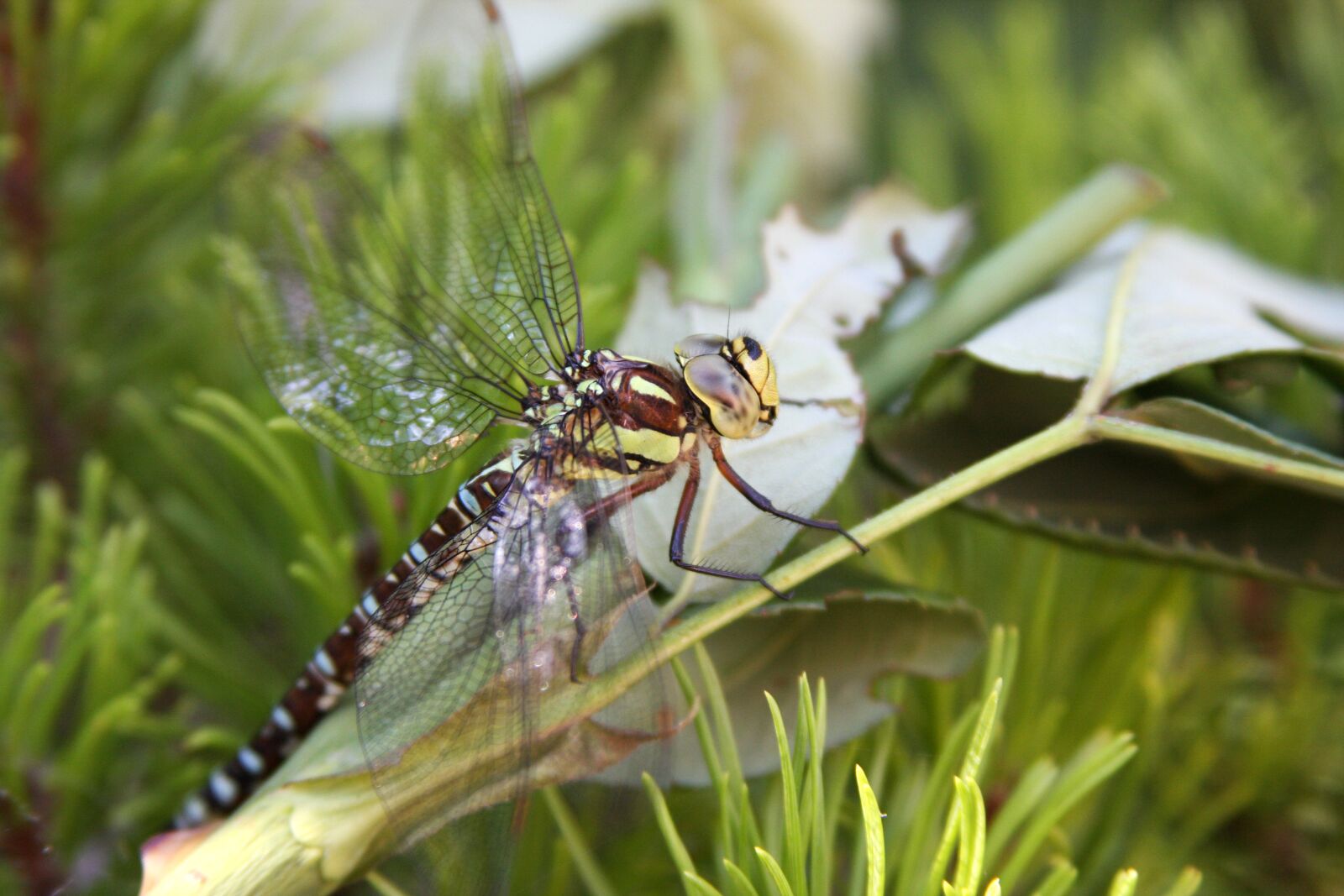 Canon EOS 40D sample photo. Dragonfly, wing, insect photography