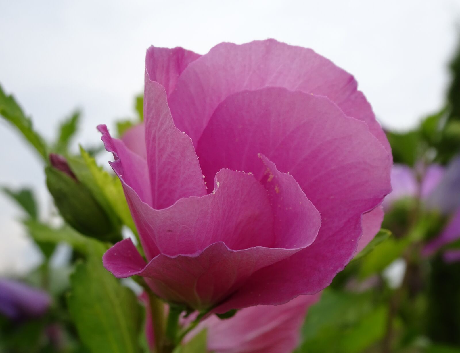 Sony Cyber-shot DSC-WX350 sample photo. Hibiscus, pink, garden photography