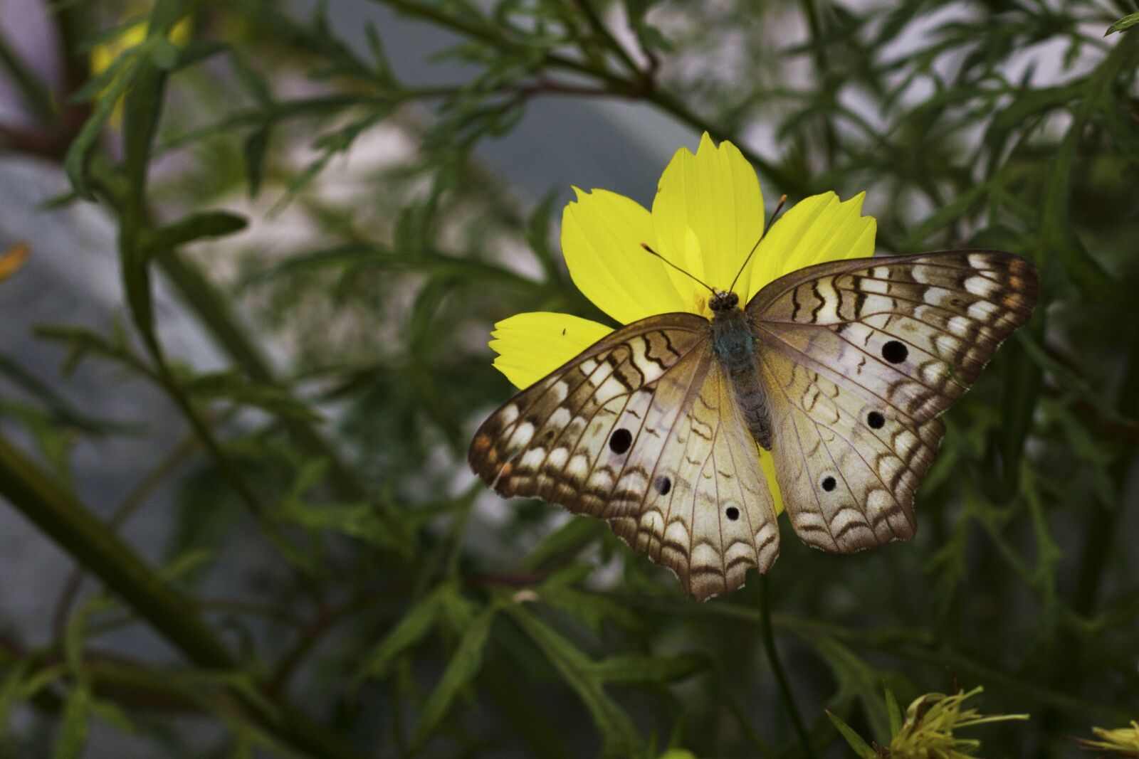 Canon EOS 600D (Rebel EOS T3i / EOS Kiss X5) sample photo. Butterfly, wings, garden photography