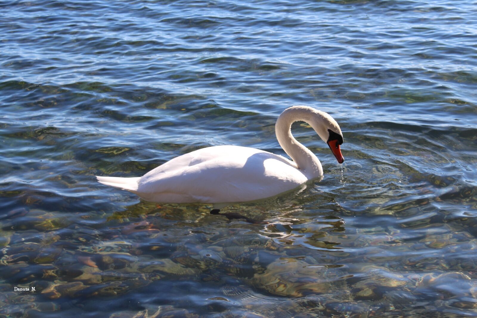 Canon EOS 700D (EOS Rebel T5i / EOS Kiss X7i) sample photo. Lake, water, birds photography