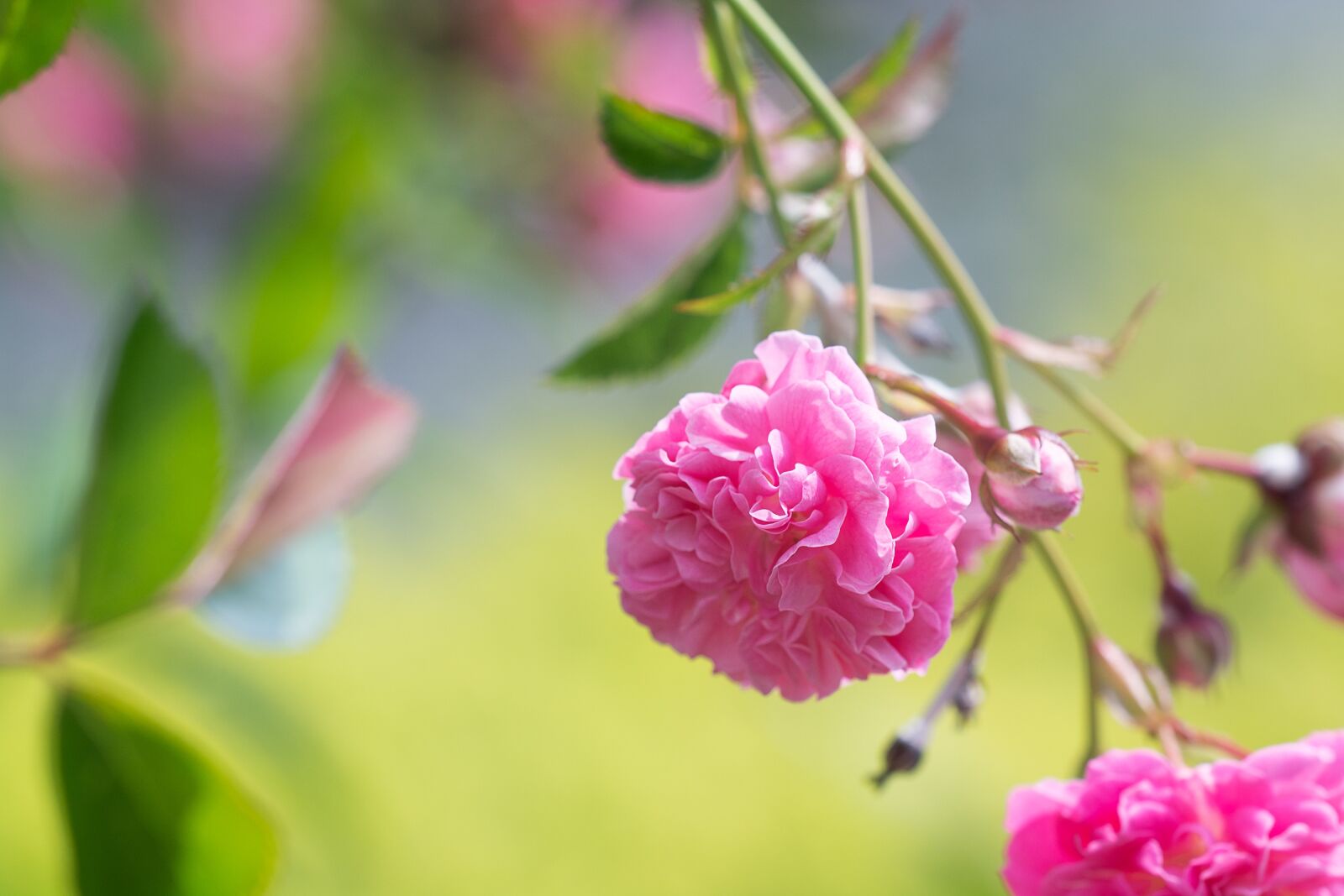 Nikon D7100 sample photo. Roses, pink, pink roses photography