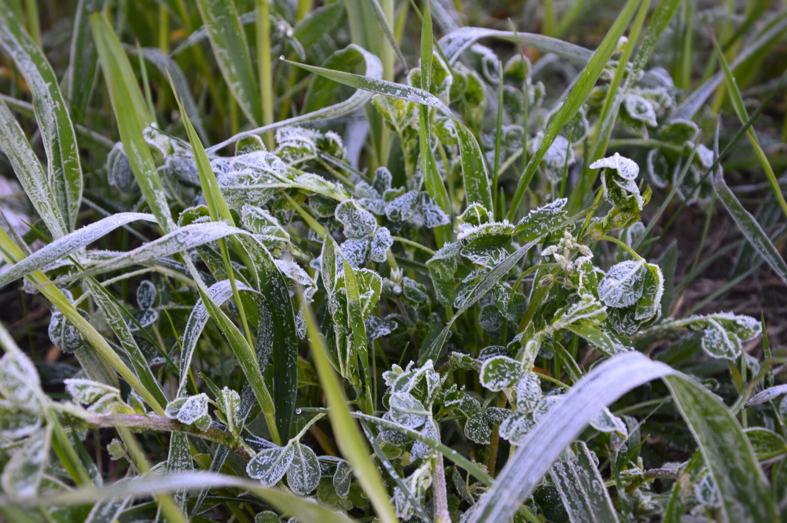 Nikon D3200 sample photo. Grass, ice, meadow photography
