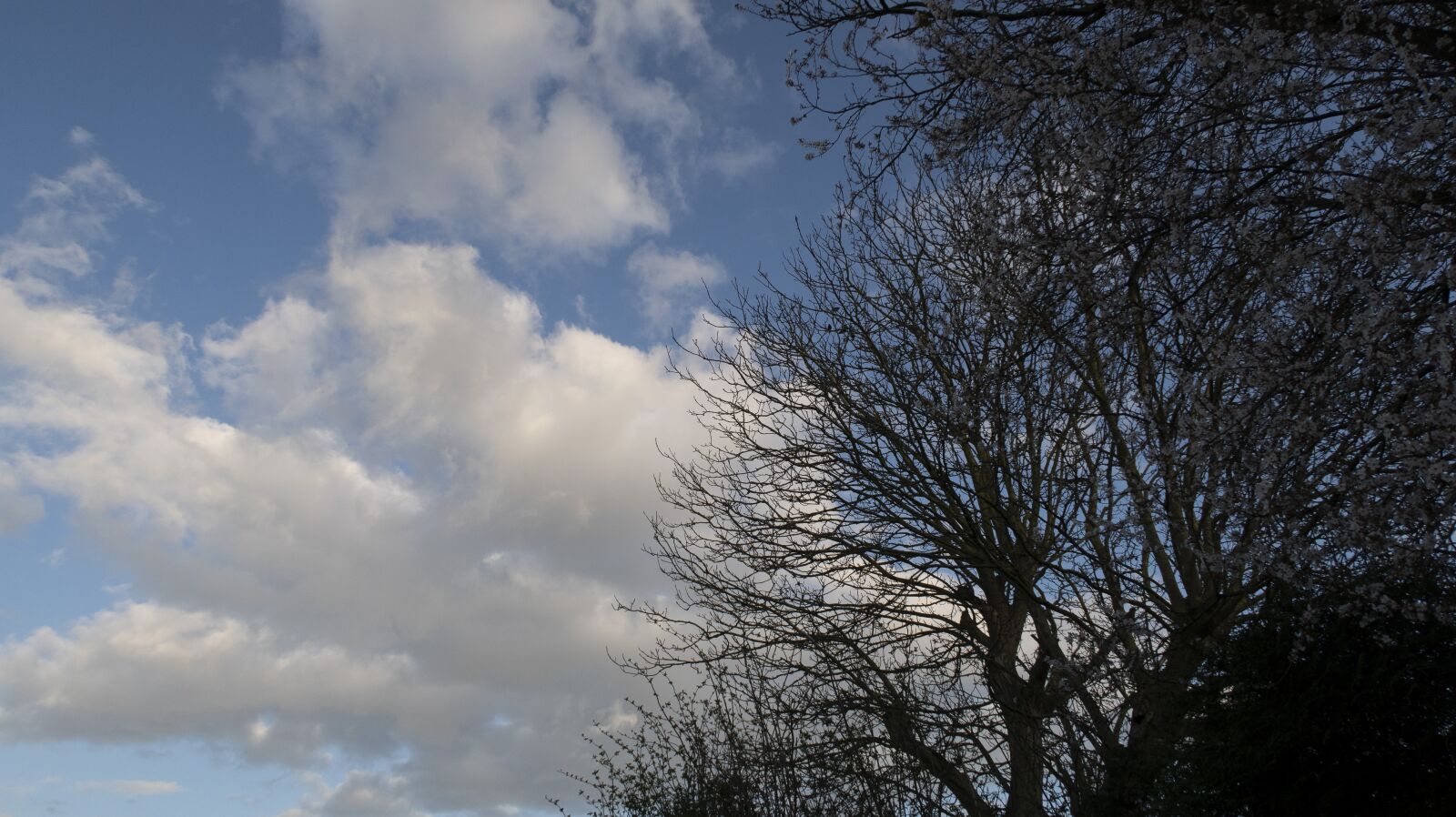 Canon PowerShot G7 X Mark II sample photo. Tree, sky, cloud photography