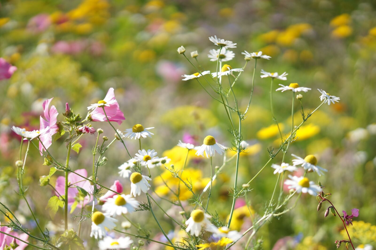 Sony SLT-A57 + 105mm F2.8 sample photo. Macro, flowers, meadow photography