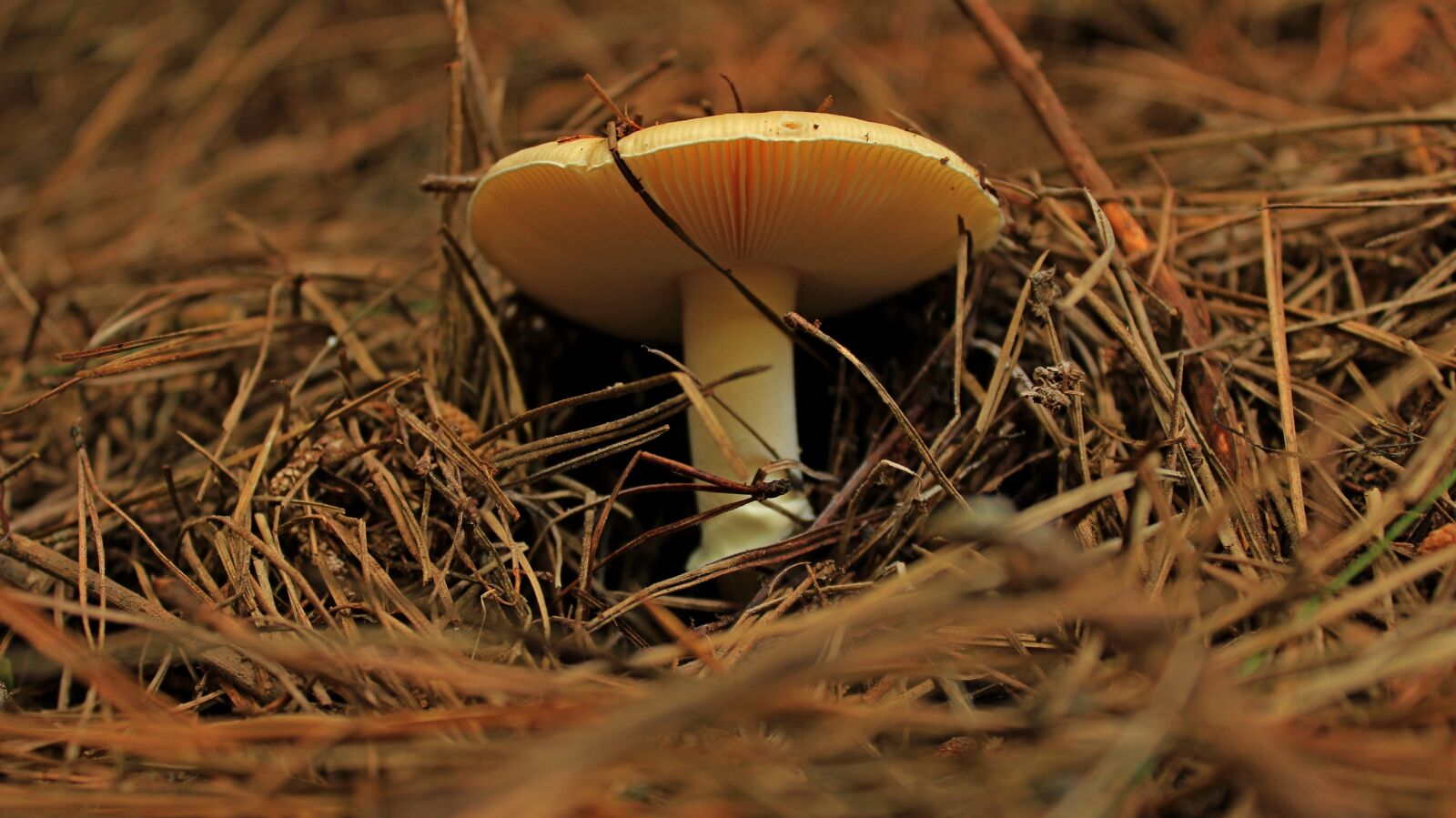 Canon EOS 1200D (EOS Rebel T5 / EOS Kiss X70 / EOS Hi) sample photo. Blur, boletus, brown, close photography