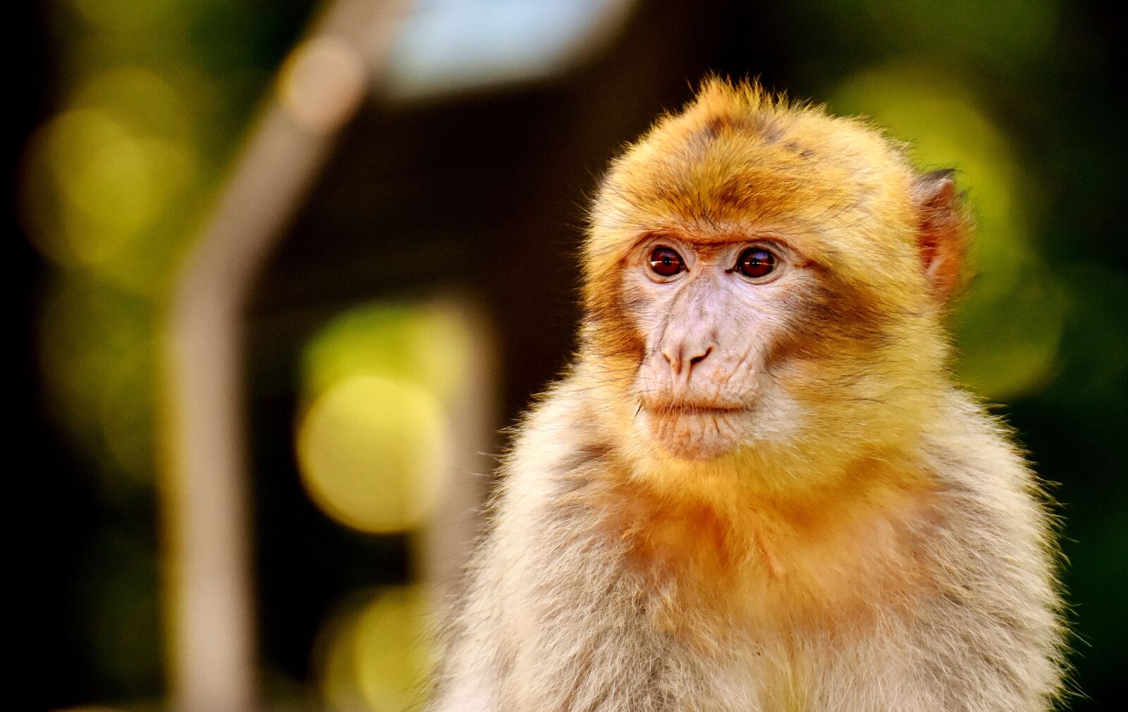 Nikon D7200 sample photo. Ape, young animal, barbary photography
