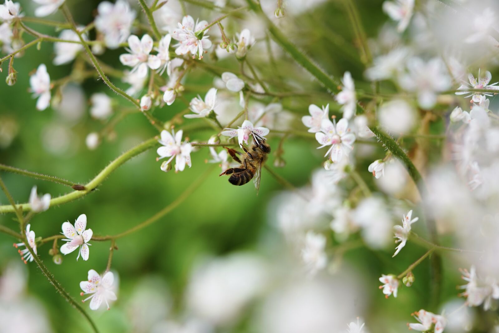 Sony a7 III sample photo. Bee, honey bee, pollen photography