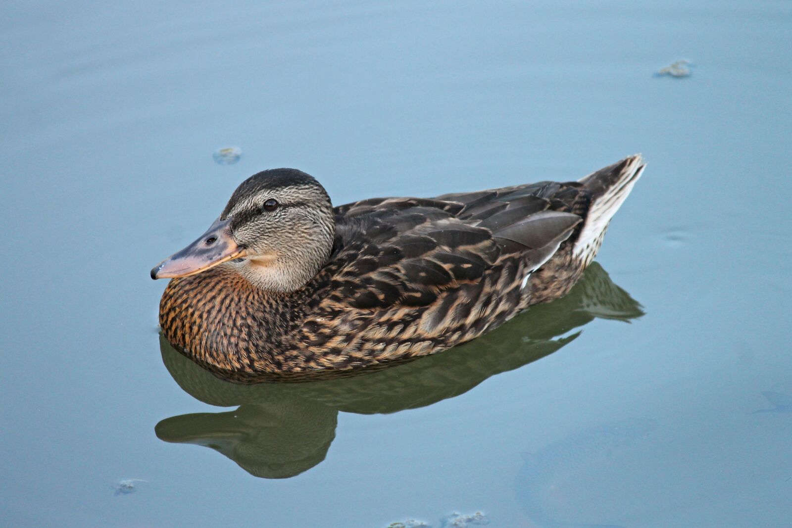 Canon EOS 1100D (EOS Rebel T3 / EOS Kiss X50) sample photo. Duck, mallard, female photography