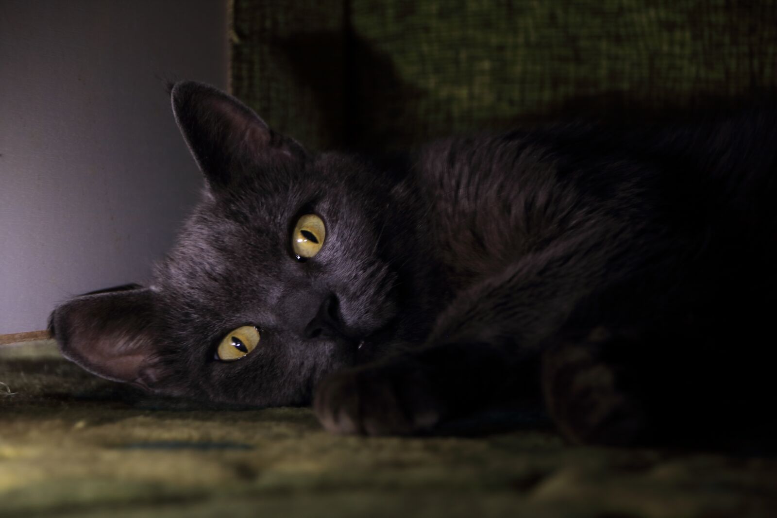 Canon EOS 750D (EOS Rebel T6i / EOS Kiss X8i) sample photo. Cat, eyes, animal photography