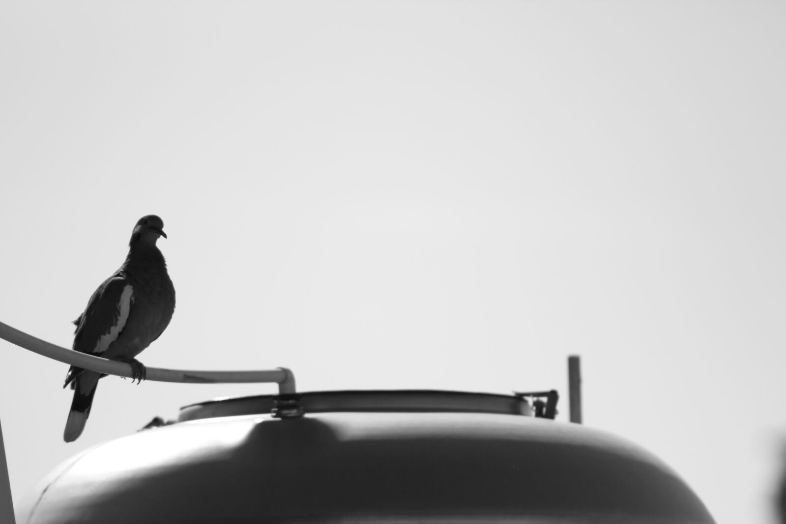 Canon EOS 1300D (EOS Rebel T6 / EOS Kiss X80) sample photo. Pigeon, grey, black white photography