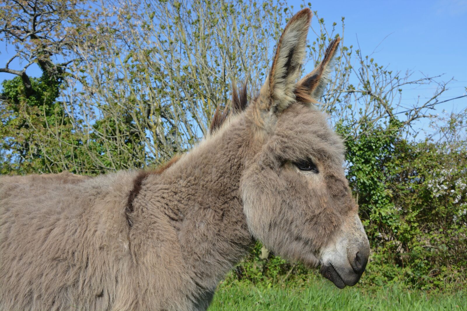 Nikon D5200 sample photo. Donkey, equine, animal photography