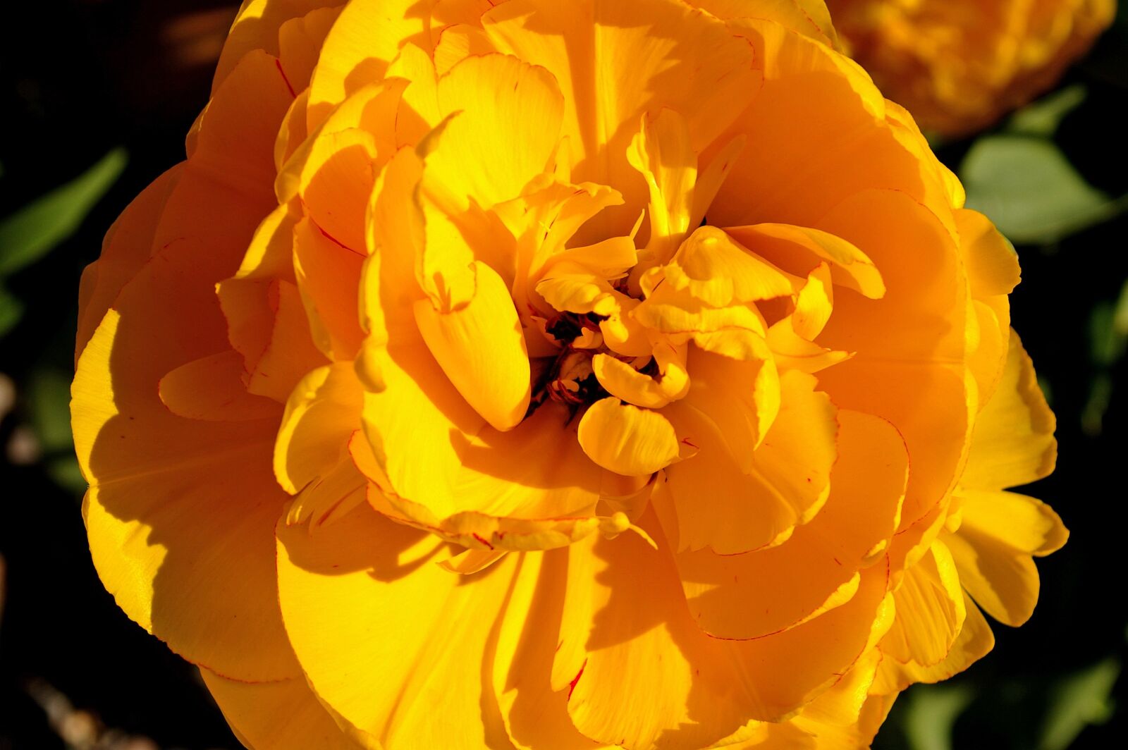Pentax *ist DL2 sample photo. Tulip, yellow tumor, yellow photography
