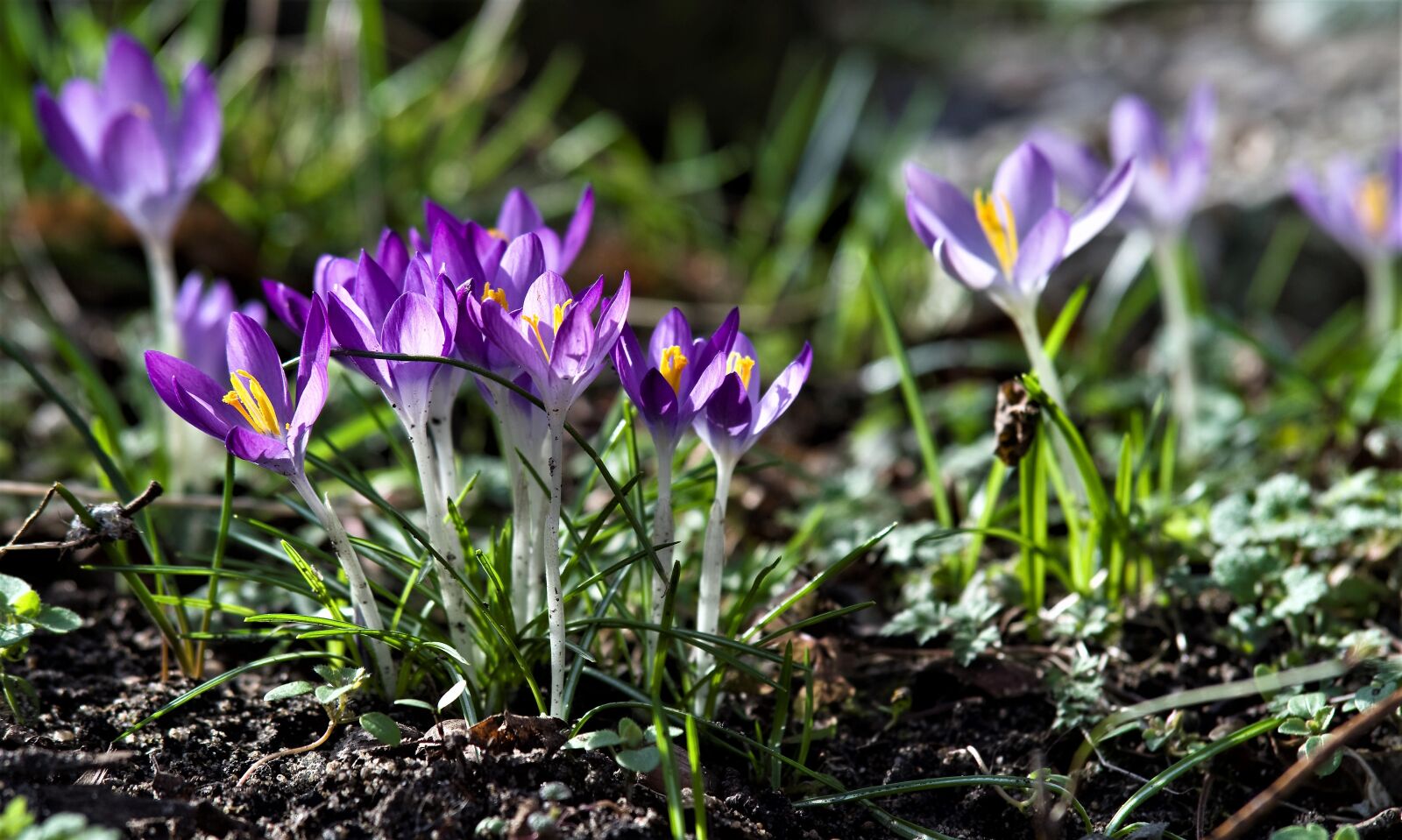 Pentax K-30 sample photo. Crocus, purple, spring photography