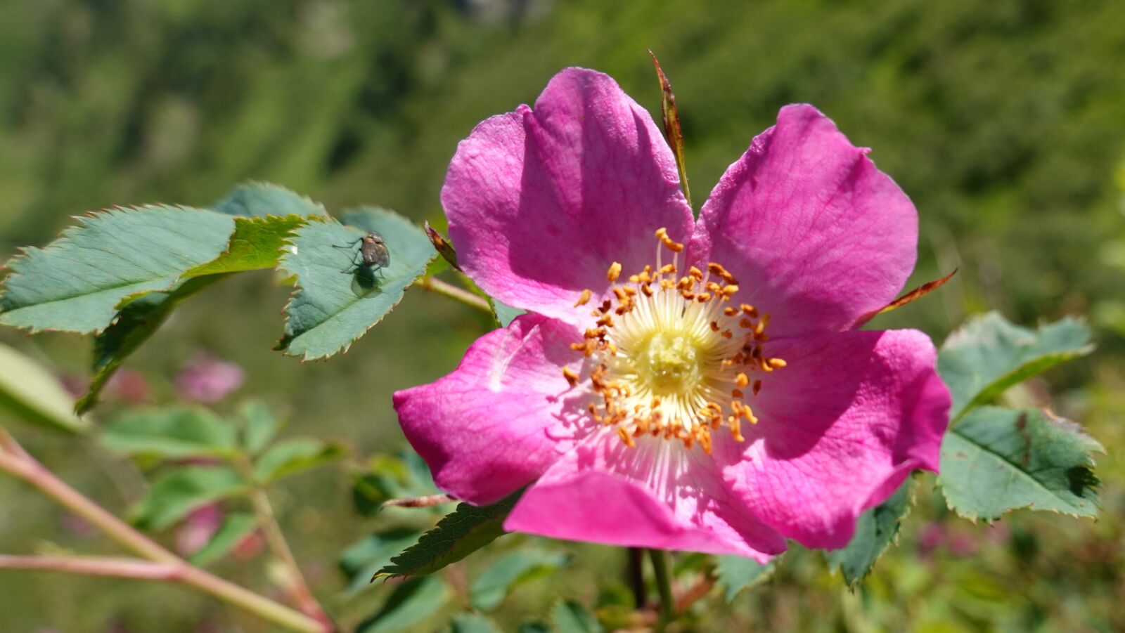 Sony DSC-RX100M7 sample photo. Rose, color, blossom photography