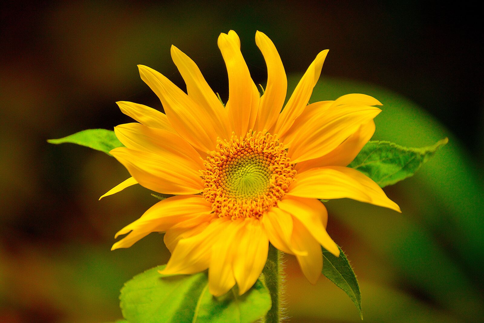 Nikon D5200 sample photo. Flower, sunflower, flowers photography