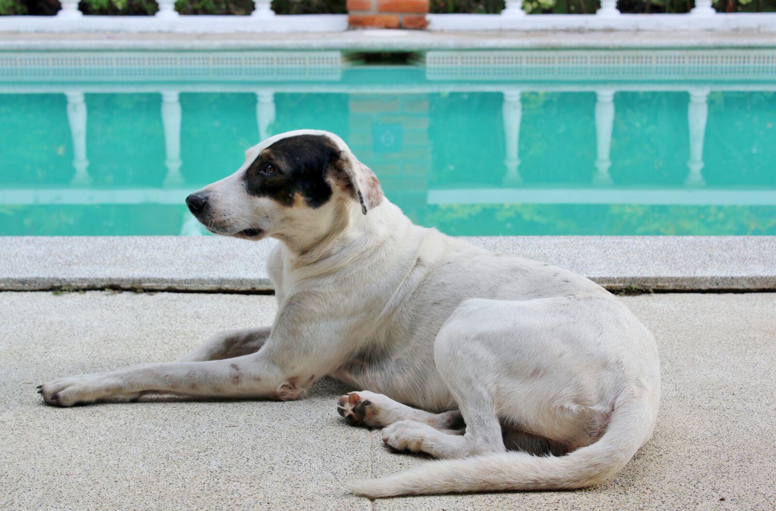 Canon EOS 600D (Rebel EOS T3i / EOS Kiss X5) sample photo. Dog, swimming, pool photography