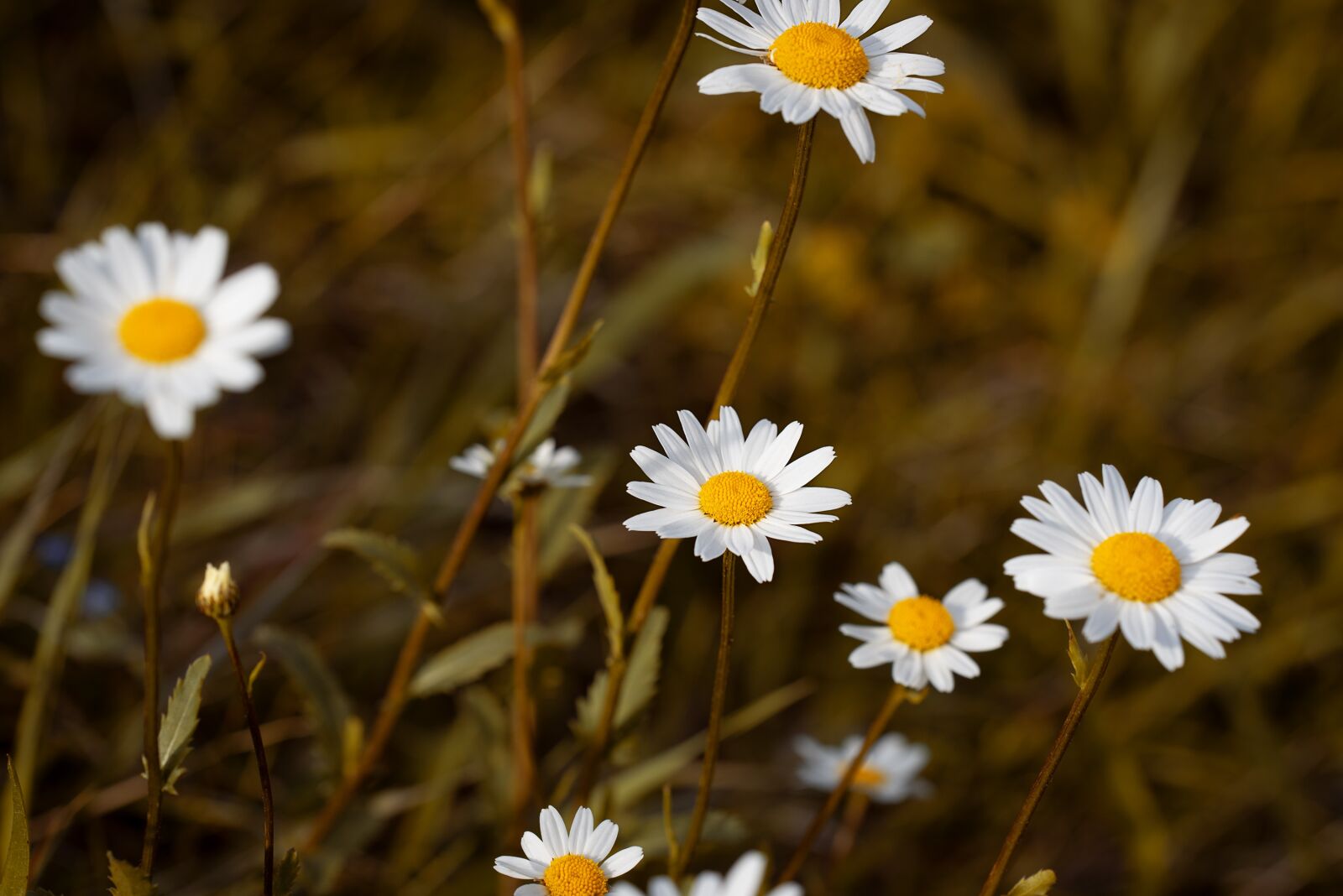 Nikon D750 sample photo. Flower, white, white flowers photography