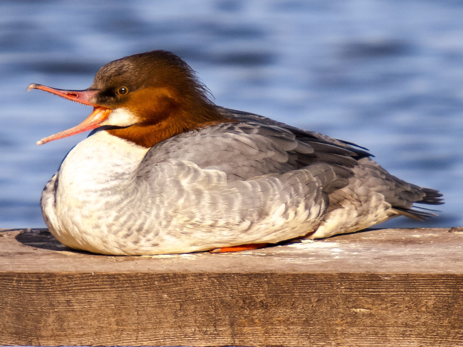 Olympus E-3 sample photo. Merganser, water bird, bird photography