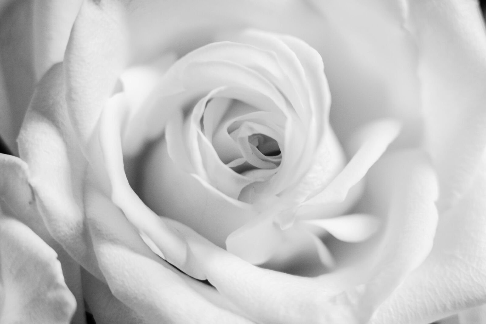 Sony a7 III sample photo. Flower, petal, rose photography