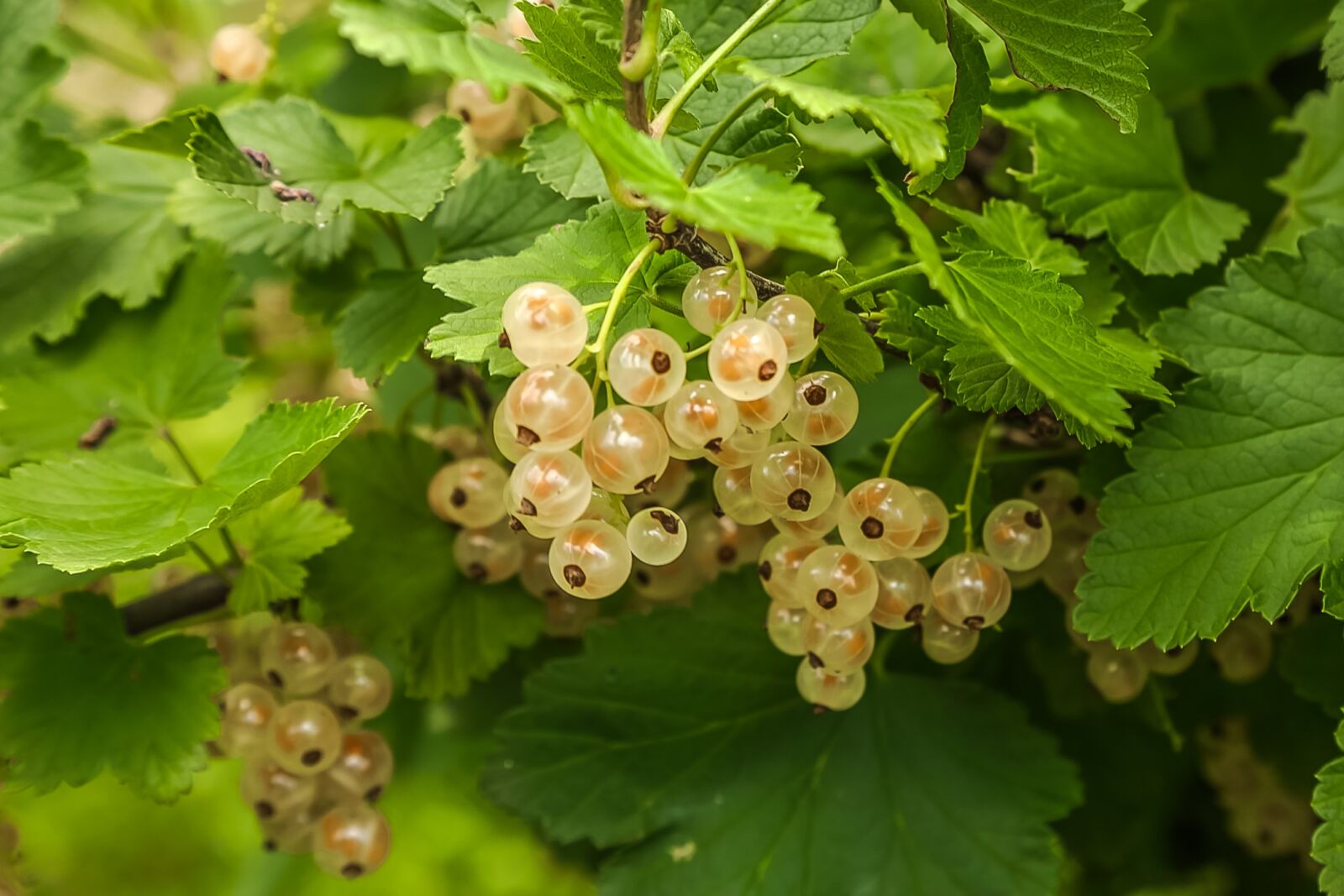 Canon EOS 5D Mark IV sample photo. Fruit, currant, garden photography