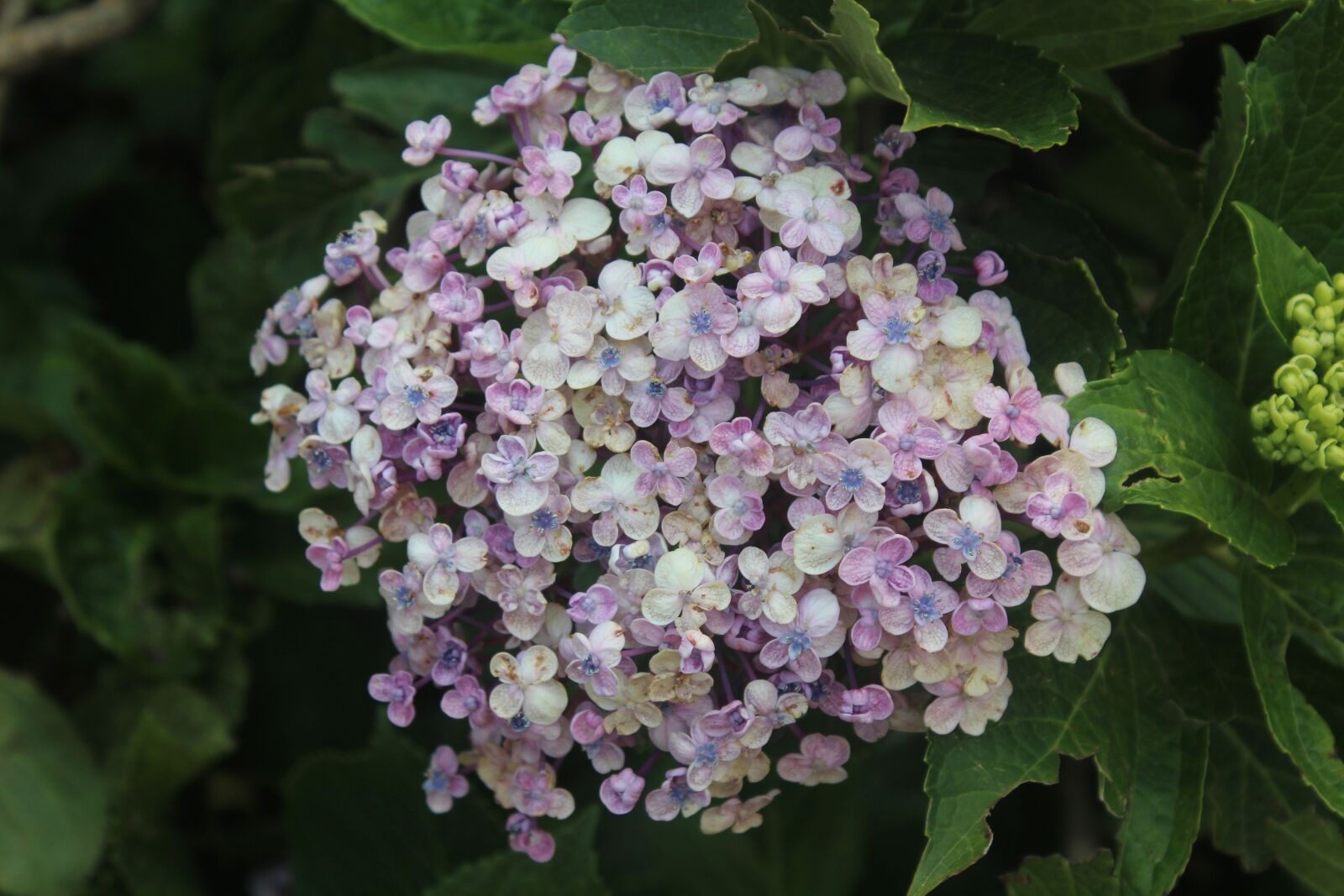 Canon EOS 1200D (EOS Rebel T5 / EOS Kiss X70 / EOS Hi) sample photo. Flowers, bunch, purple photography
