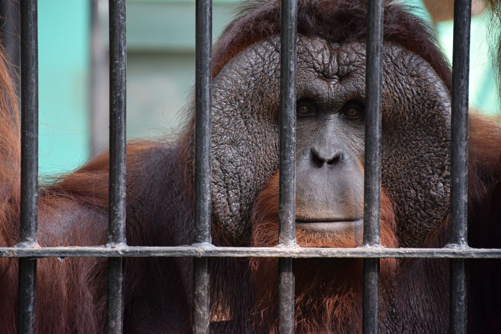 Nikon D5300 sample photo. Ape, animal, monkey photography