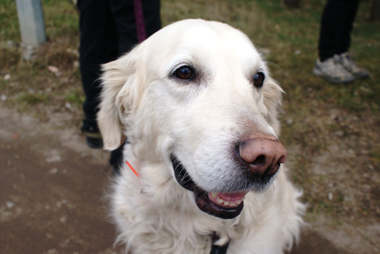 Sony Alpha DSLR-A200 sample photo. Happy dog, dog photography