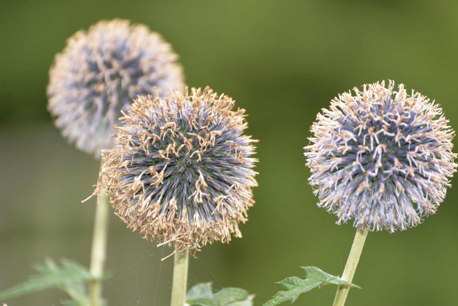 Nikon D610 sample photo. Flowers, dandelion, nature photography