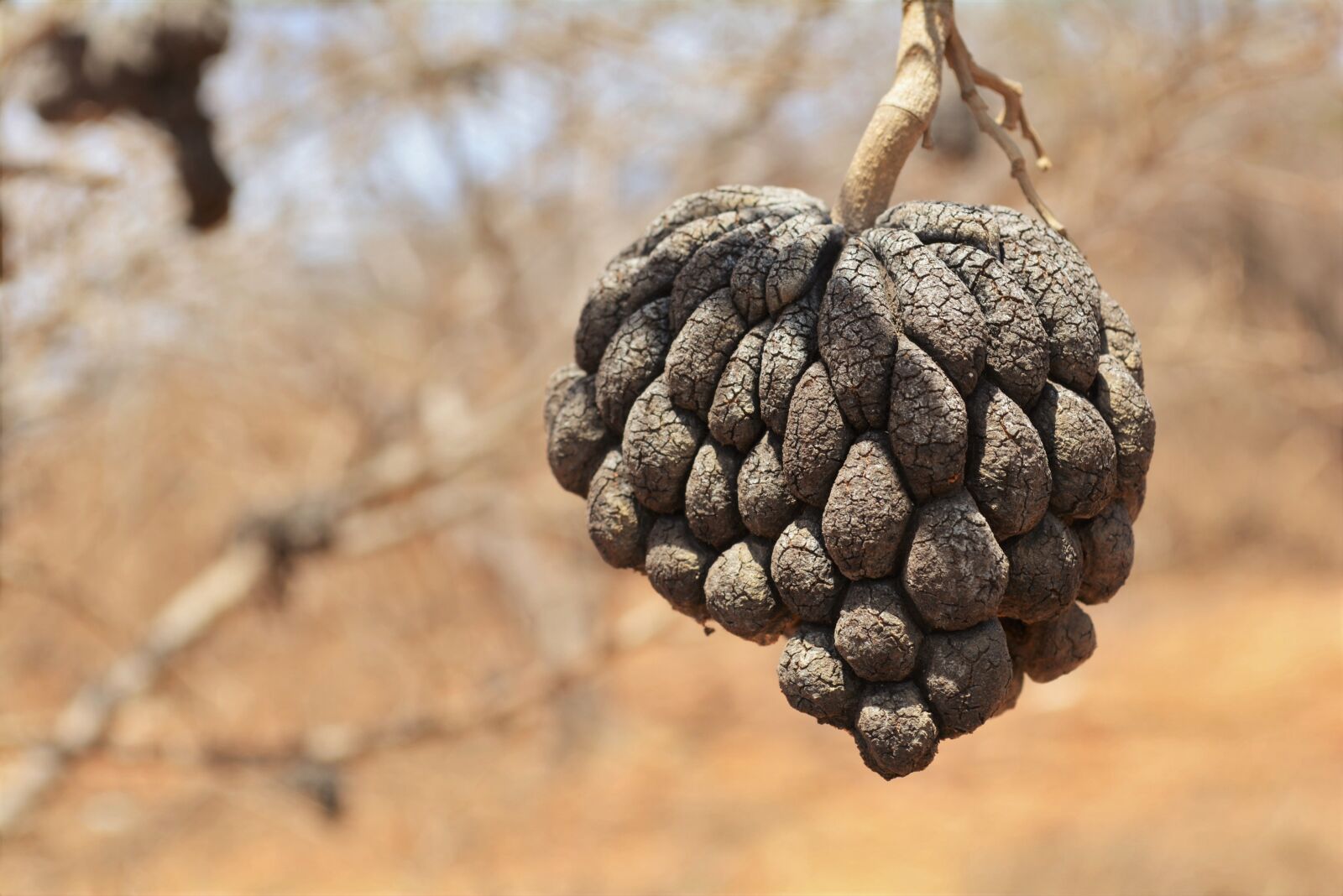 Nikon D5200 sample photo. Cone, dry, backcountry photography