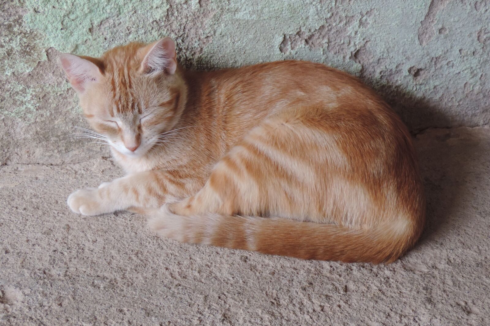 Nikon Coolpix P520 sample photo. Cat, animal, tabby cat photography