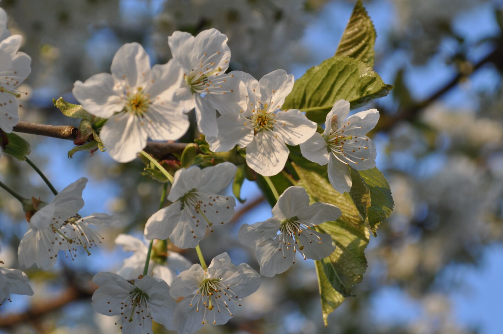 Nikon D5000 sample photo. Flowers, cherry, spring photography