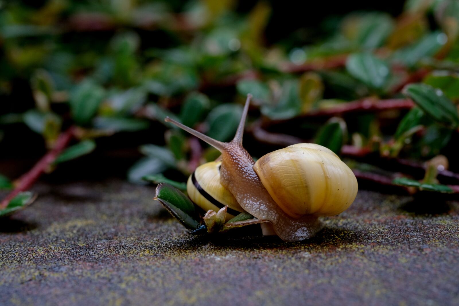 Fujifilm X-T20 sample photo. Snails, crawl, shell photography