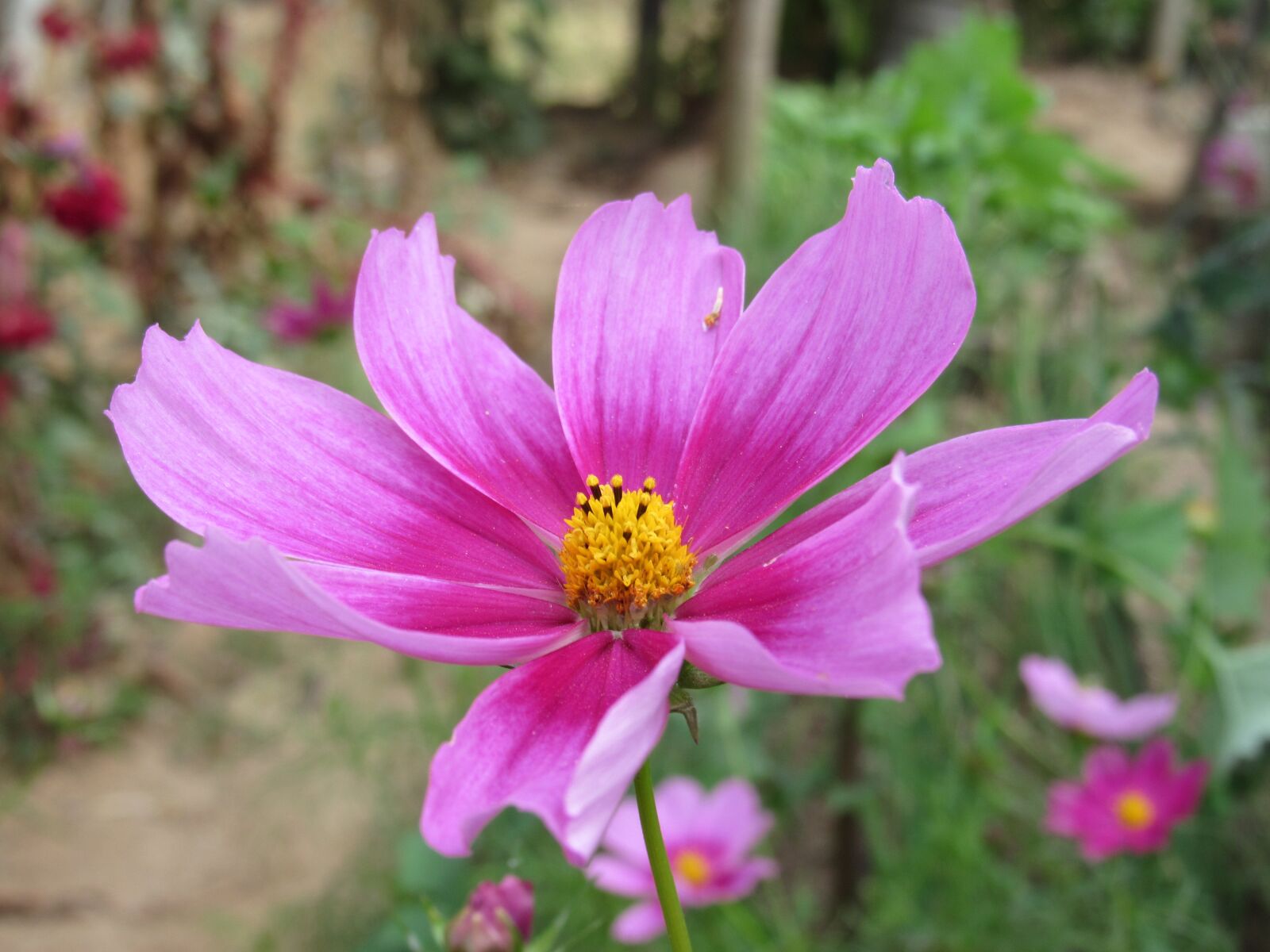 Canon PowerShot SX520 HS sample photo. Flower, nature, spring photography