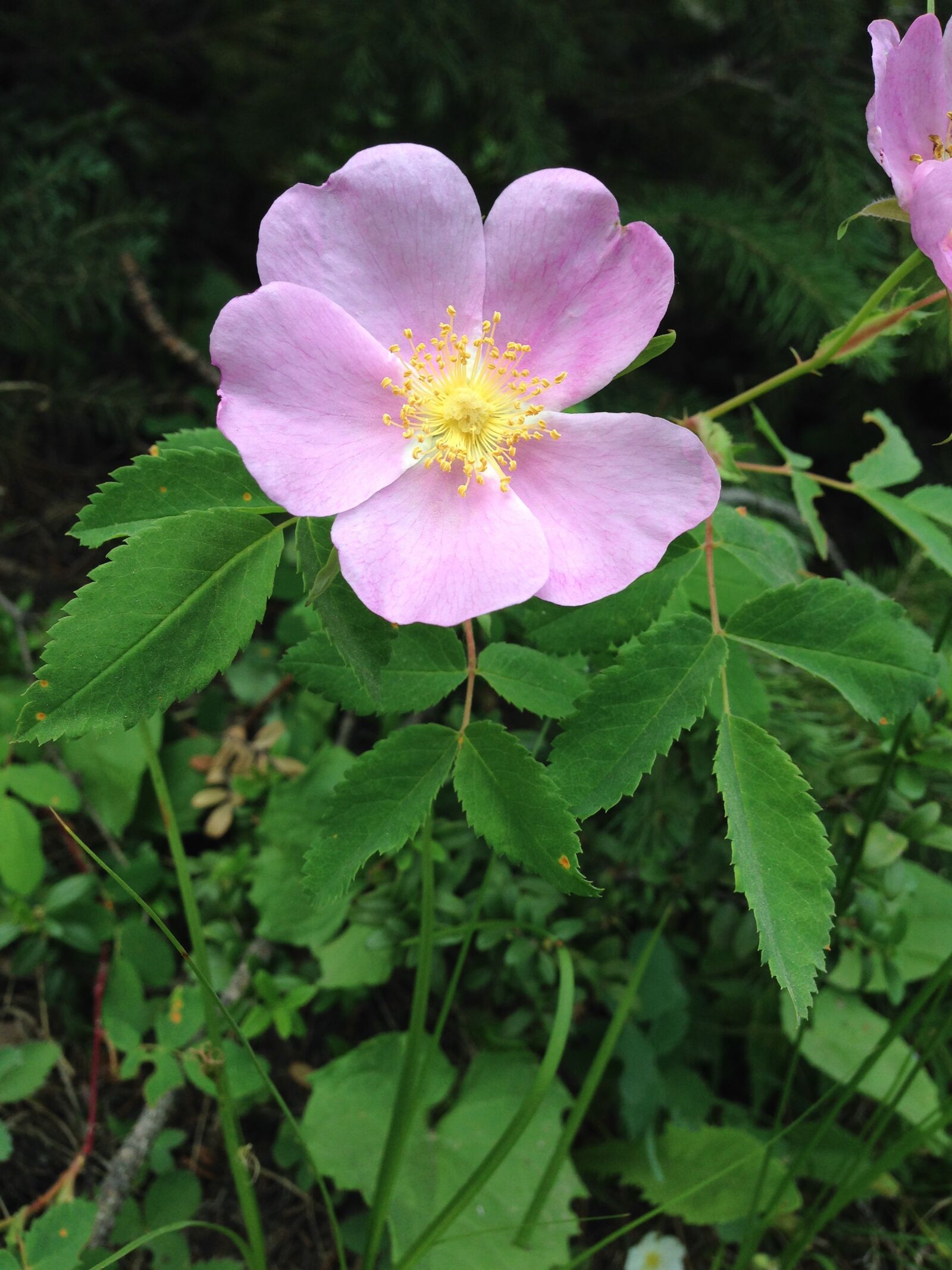 iPhone 5 back camera 4.12mm f/2.4 sample photo. Rose, wild, pink photography