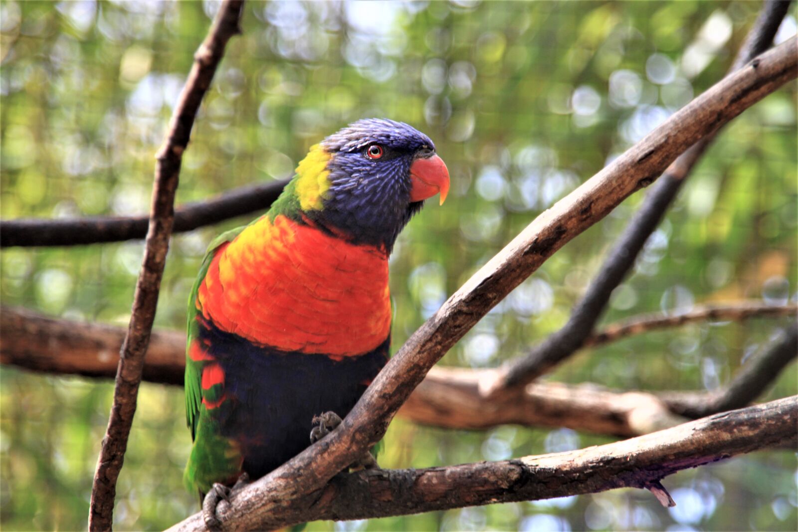 Canon EOS 500D (EOS Rebel T1i / EOS Kiss X3) sample photo. Bird, colorful, nature photography