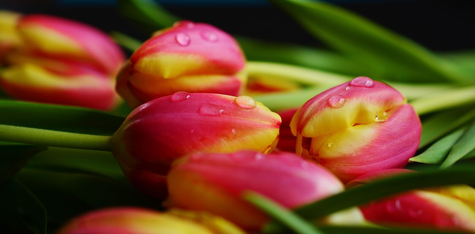Nikon D5200 sample photo. Tulips, spring, flowers photography