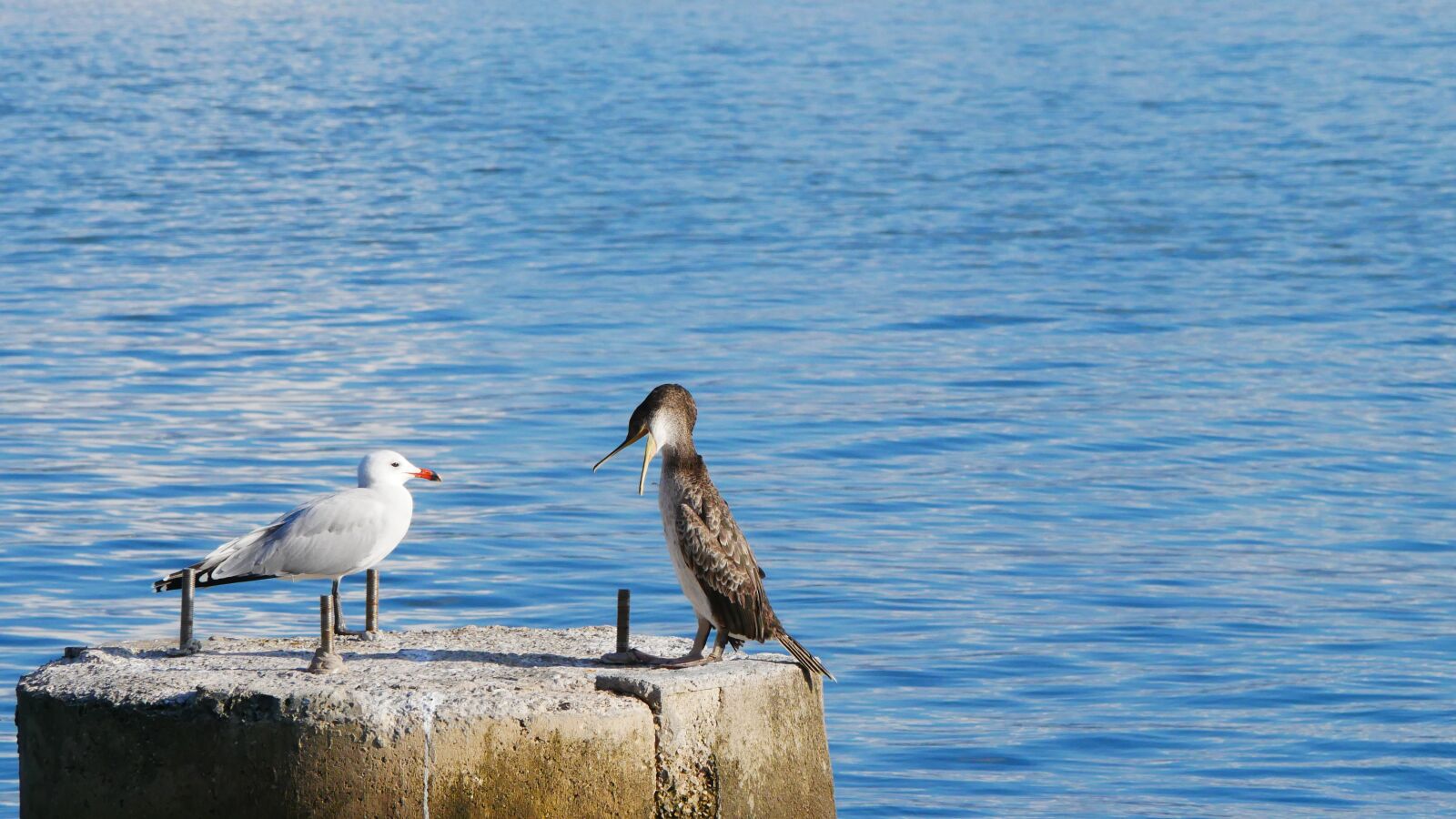 Panasonic Lumix DMC-GX85 (Lumix DMC-GX80 / Lumix DMC-GX7 Mark II) sample photo. Heron, bird, mediterranean photography