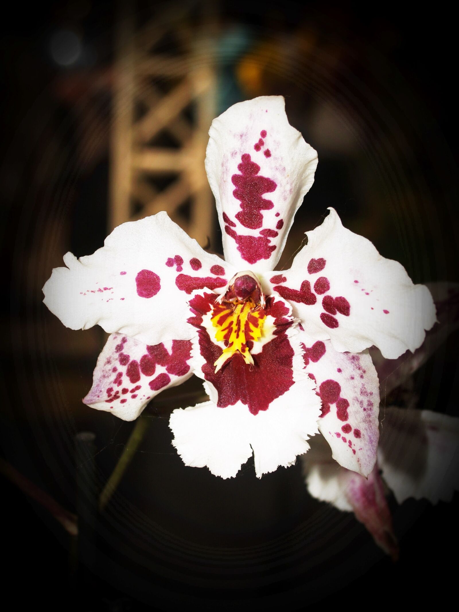 Olympus E-300 (EVOLT E-300) sample photo. Flower, orchid, tropical photography