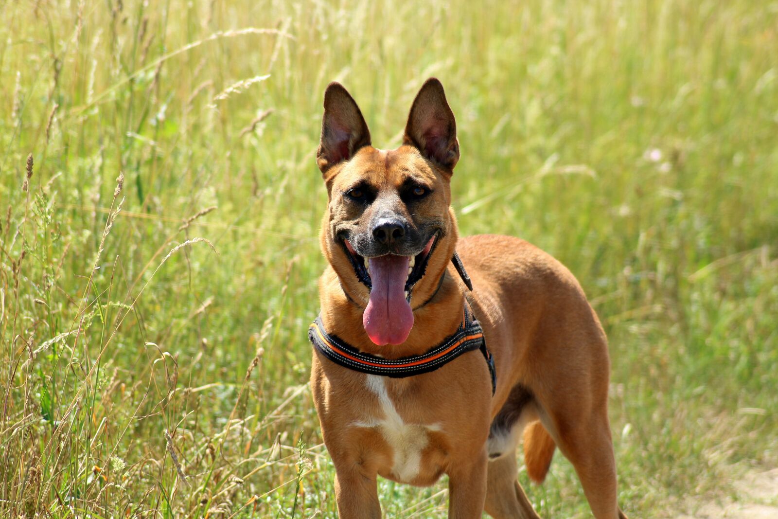 Canon EOS 1200D (EOS Rebel T5 / EOS Kiss X70 / EOS Hi) sample photo. Dog, spacer, animal photography