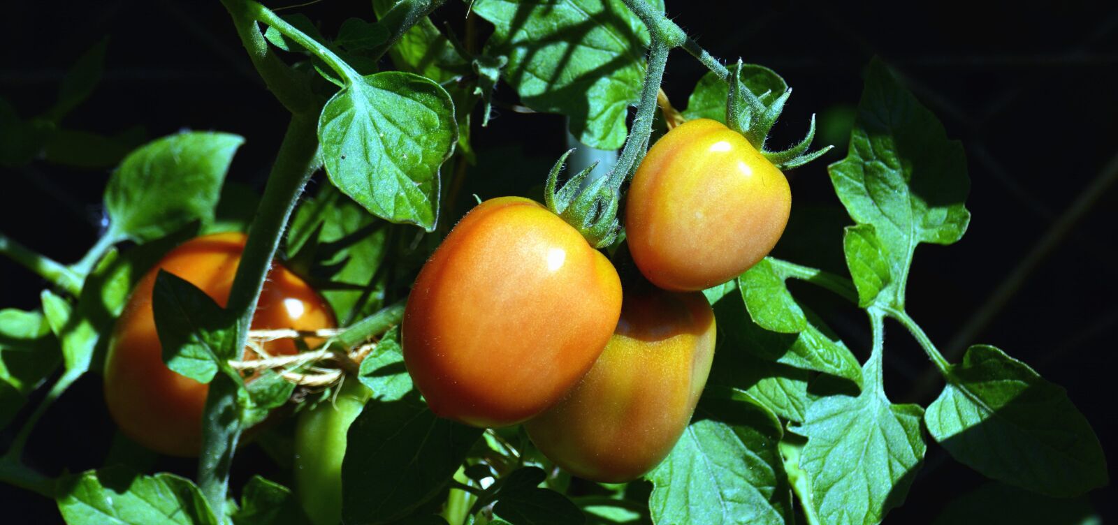 Nikon D5200 sample photo. Tomato, plant, agriculture, vegetable photography