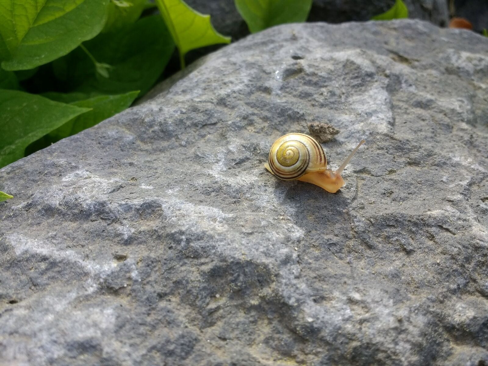 Motorola Moto G (4) sample photo. Snail, stone, garden photography