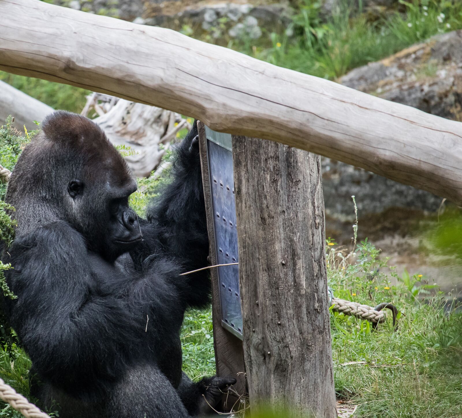Canon EF-S 55-250mm F4-5.6 IS STM sample photo. Gorilla, mammal, animal photography