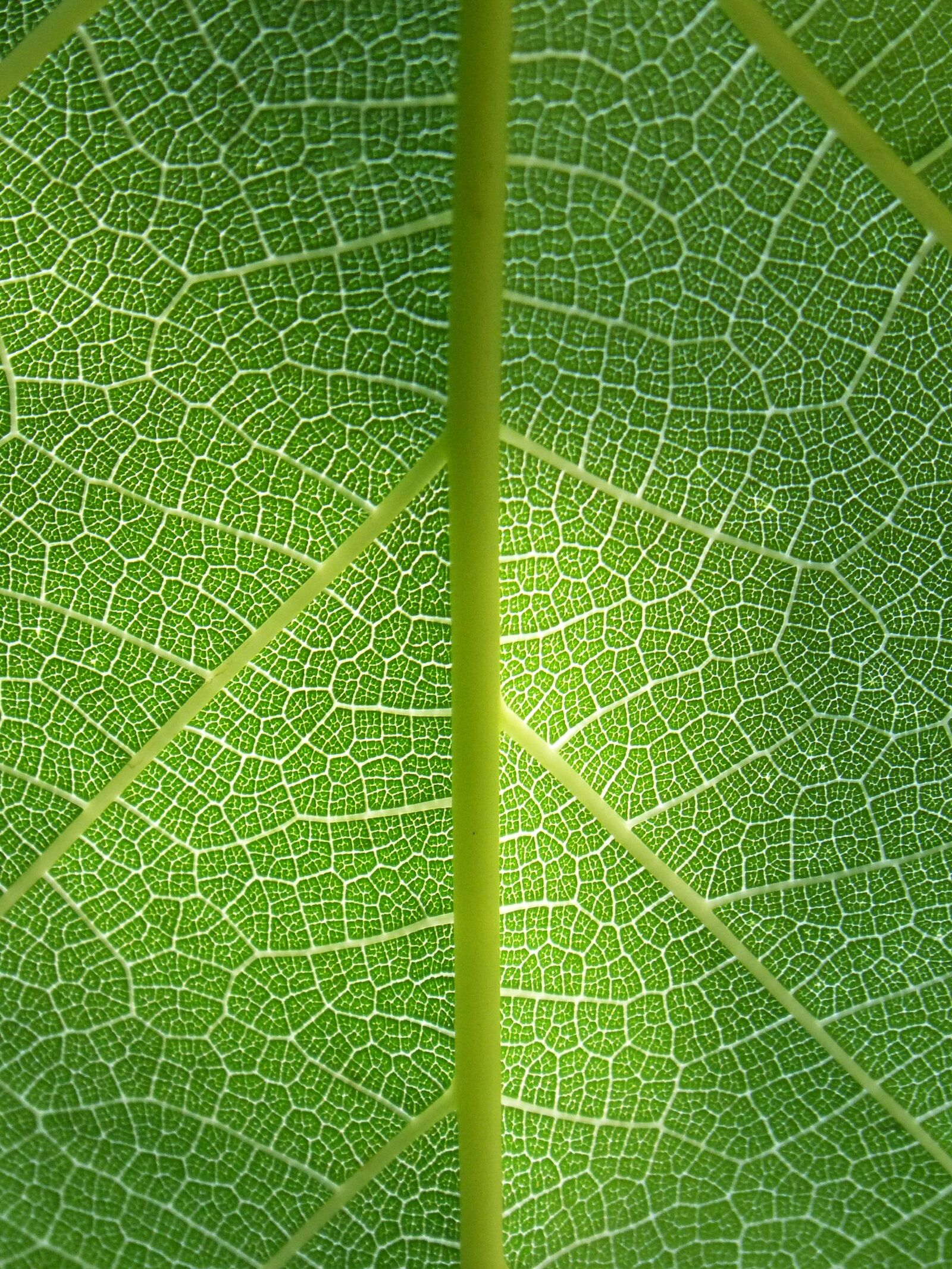 Panasonic DMC-FZ62 sample photo. Leaf, plant background, ramifications photography