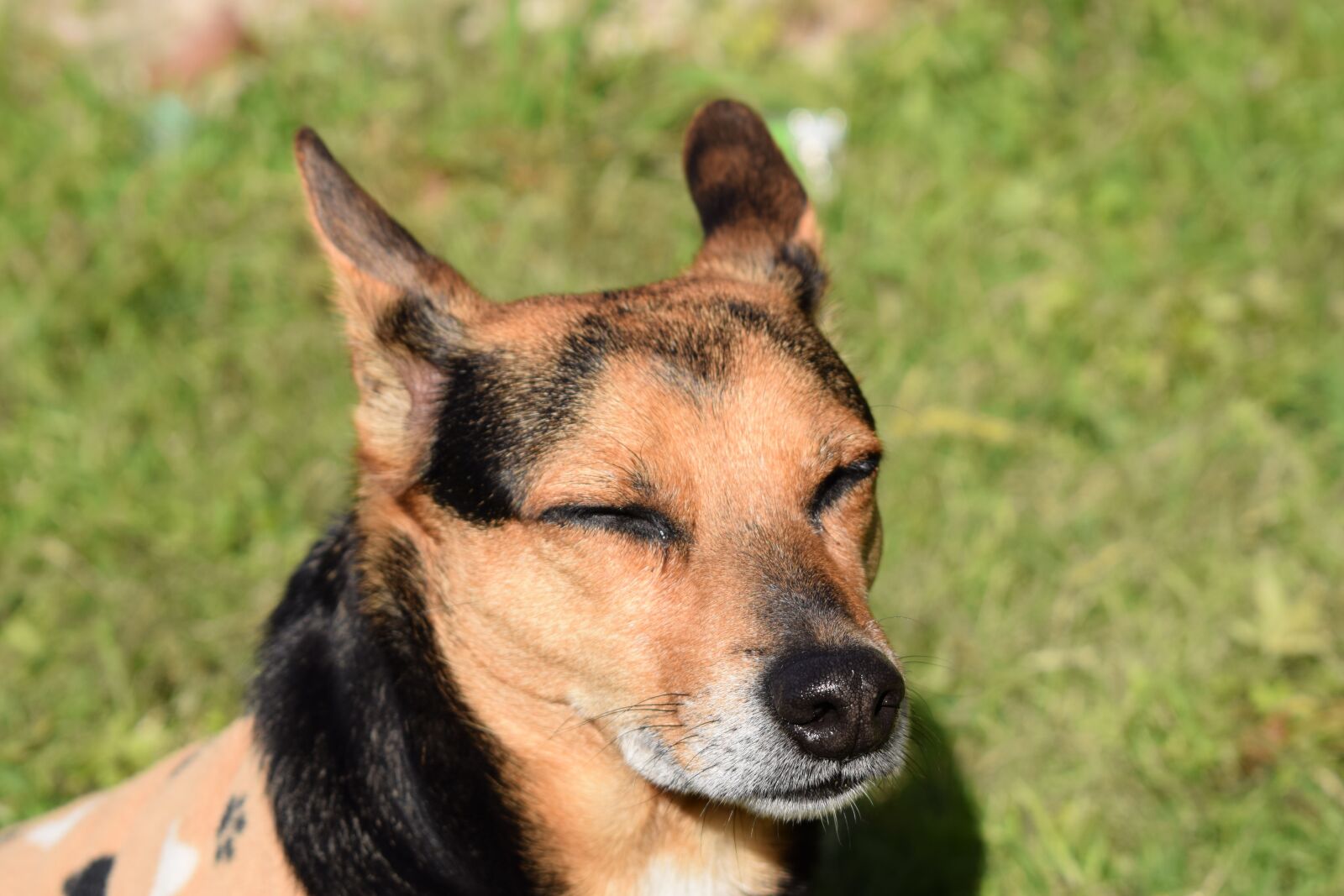 Nikon D5300 sample photo. Dog, animal, pet photography