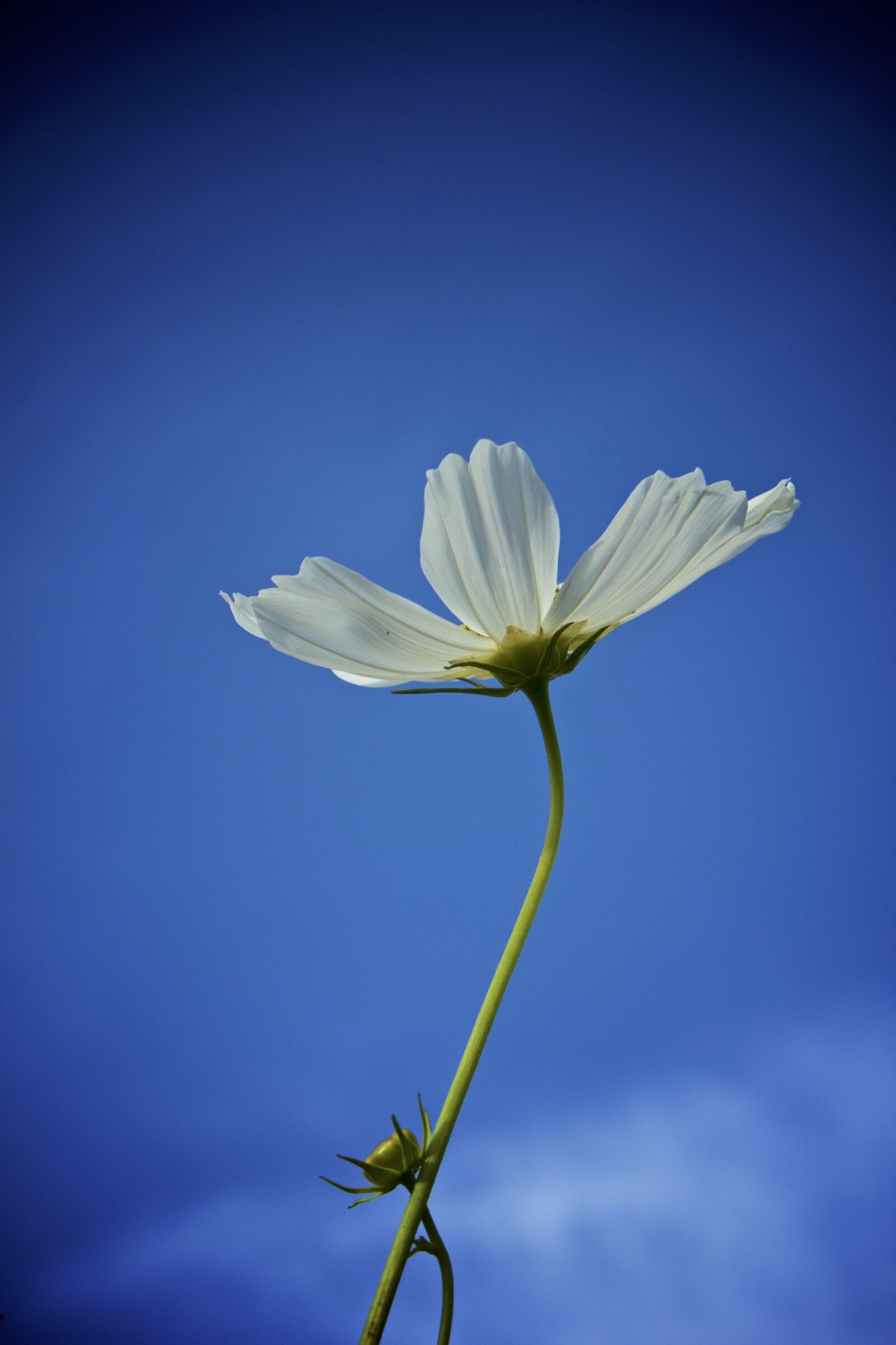 Canon EOS 550D (EOS Rebel T2i / EOS Kiss X4) sample photo. Cosmos, white, flower photography
