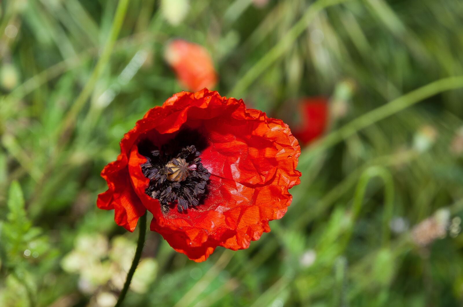 Nikon D300S sample photo. Flower, poppy, nature photography