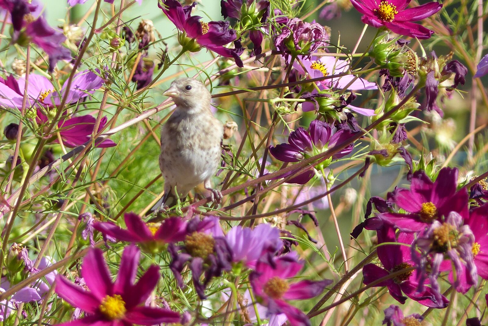 Panasonic Lumix DMC-FZ200 sample photo. Goldfinch, flowers, cosmos photography